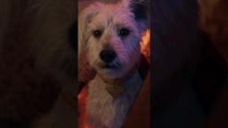 You had me at woof.