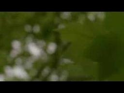 Trailer 2:37