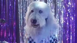 Music Video - Shake Your Tail