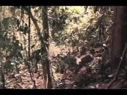 Dna Trailer 1997