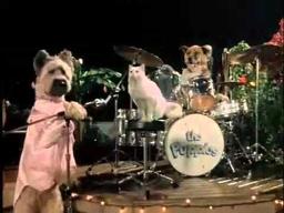 Karate Dog Trailer