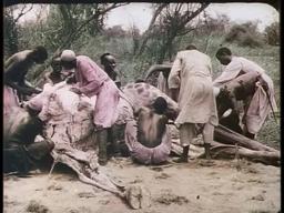 Chasse à la girafe dans l’Ouganda (1911) Pathé