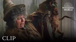 Mandrake Potting