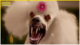 The Vampire Poodle
