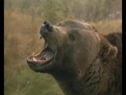 Grizzly Falls Trailer