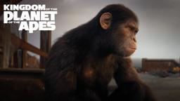 Bring Apes Home