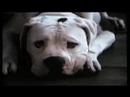 Homeward Bound: The Incredible Journey (1993) Trailer