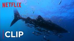 Swimming with Whale Sharks