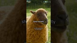 Sheep Mentality