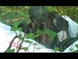 Blood Pigs Trailer