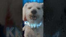 Krypto is one of a kind.