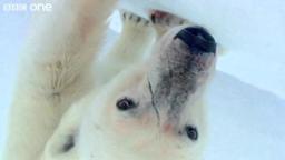 HD: Wild Polar Bears Playing Football! - Polar Bear: Spy On The Ice, Preview - BBC One