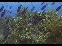 Ocean Odyssey: Windows into the Ocean at the National Museum of Natural History
