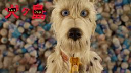An Ode to Dogs on Set