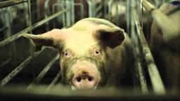 WILD BOAR (trailer)