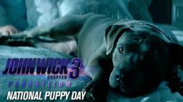 “Happy National Puppy Day”