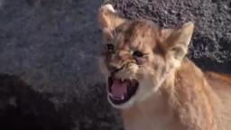 Dangers in the Wild | Lions: Spy in the Den | BBC Earth