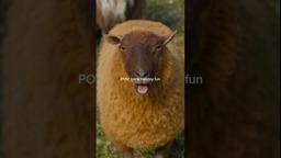Who doesn't love a baa-nk holiday?