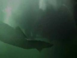 Kraken: Tentacles of the Deep (2006) - Trailer