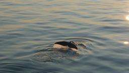 LAST OF THE RIGHT WHALES | Official Trailer