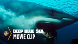 Shark Escape