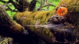 Forest Products