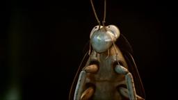 Cockroach