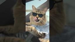 Cat Chase