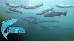 ATLANTIC SALMON Lost at Sea -TRAILER