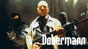 Dobermann