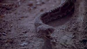 Rattlers
