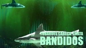 Bull Shark Bandits