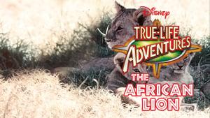 The African Lion