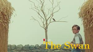 The Swan