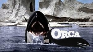Orca