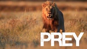 Prey