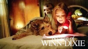 Because of Winn-Dixie