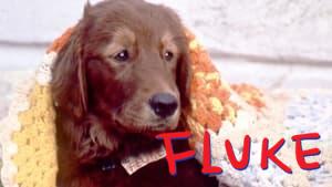 Fluke