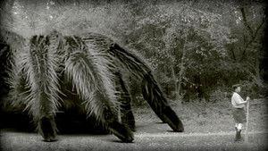 The Giant Spider