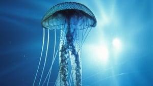 Into the Deep