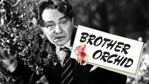 Brother Orchid