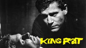King Rat