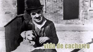 A Dog's Life