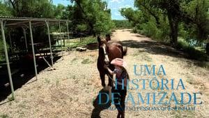 A Horse Story