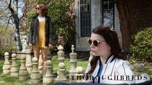 Thoroughbreds