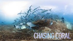 Chasing Coral