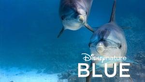 Dolphin Reef