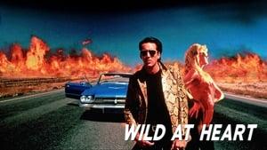 Wild at Heart