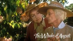 The Whales of August