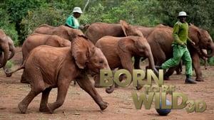 Born to Be Wild